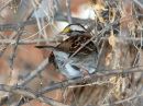white-throated-sparrow_2.jpg