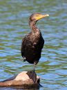 double-crested-cormorant_1.jpg
