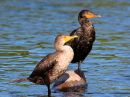 double-crested-cormorant_7.jpg