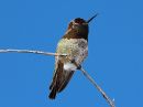 annas-hummingbird_4.jpg