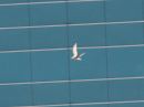 glaucous-winged-gull_6.jpg