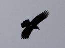 chihuahuan-raven_3.jpg