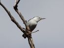 white-breasted-nuthatch.jpg