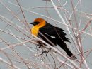 yellow-headed-blackbird_2.jpg