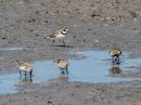 semipalmated-plover_6.jpg