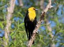 yellow-headed-blackbird_2.jpg