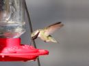 costas-hummingbird.jpg
