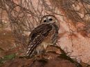spotted-owl_1.jpg