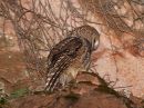 spotted-owl_3.jpg