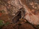 spotted-owl_5.jpg
