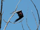 lewiss-woodpecker.jpg
