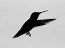 rufous-hummingbird_03.jpg