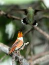rufous-hummingbird_0c.jpg