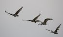 african-sacred-ibis.jpg