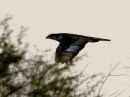 black-sparrowhawk.jpg