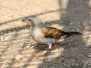 southern-gray-headed-sparrow_1.jpg