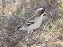 white-browed-sparrow-weaver_1.jpg