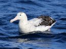 wandering-albatross_A_02.jpg