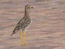 spotted-thick-knee.jpg
