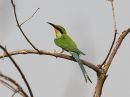swallow-tailed-bee-eater_2.jpg