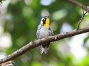 yellow-throated-warbler_2.jpg
