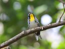 yellow-throated-warbler_3.jpg