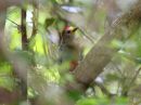 yucatan-woodpecker.jpg
