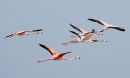 american-flamingo_03.jpg