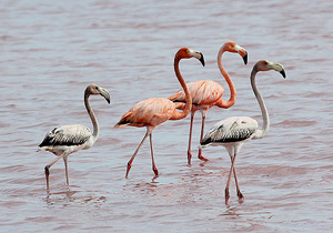 american-flamingo_15.jpg
