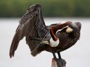 brown-pelican_3.jpg