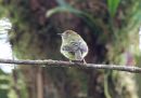 scale-crested-pygmy-tyrant.jpg