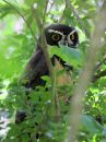 spectacled-owl_4.jpg