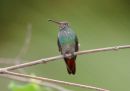 rufous-tailed-hummingbird_1.jpg
