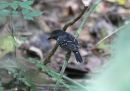 black-crowned-antshrike_4.jpg
