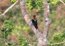 crimson-crested-woodpecker_2.jpg