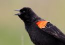 red-winged-blackbird_2.jpg