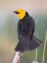 yellow-headed-blackbird_1.jpg