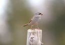 white-crowned-sparrow.jpg