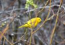 yellow-warbler.jpg