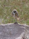 burrowing-owl_2.jpg