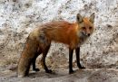 red-fox_2.jpg