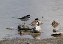 semipalmated-plover.jpg