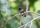 black-chinned-hummingbird_2.jpg