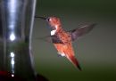 rufous-hummingbird_3.jpg