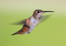 rufous-hummingbird_3.jpg