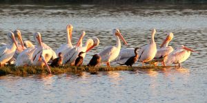 amerrican-white-pelican.jpg