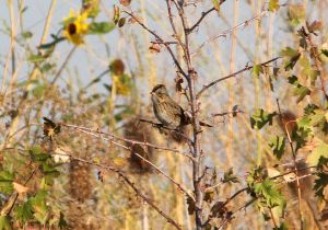 lincoln-sparrow.jpg