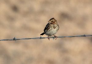 savannah-sparrow.jpg