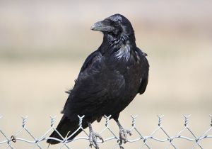 common-raven_1109.jpg