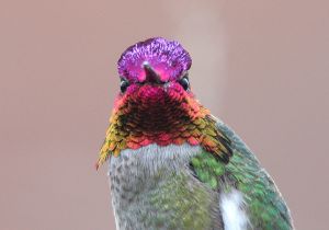 annas-hummingbird_0.jpg